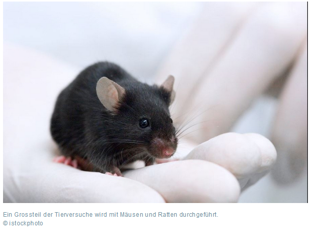 Schwarze Labormaus in einer behandschuhten Hand
