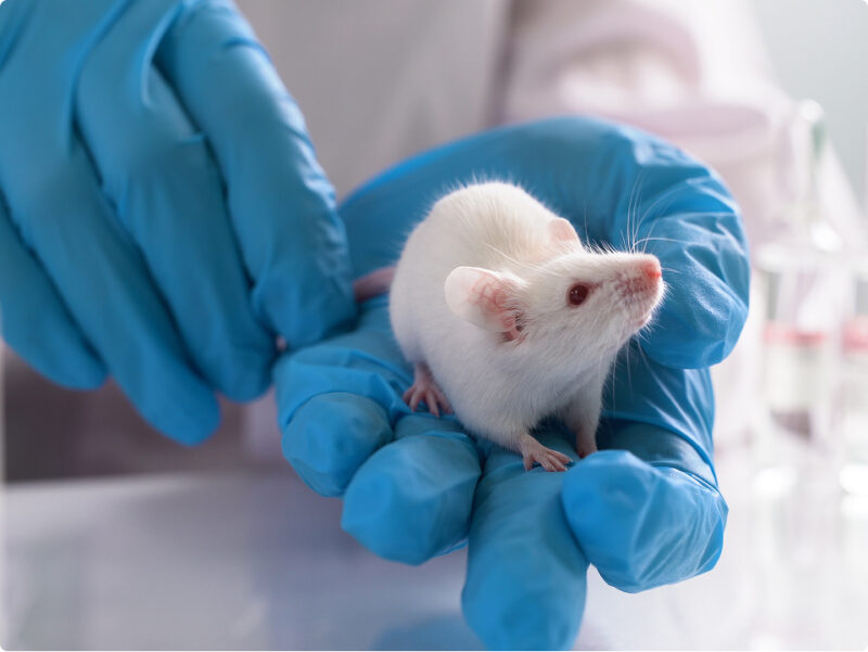 Weisse Labormaus in Händen mit Laborhandschuhen